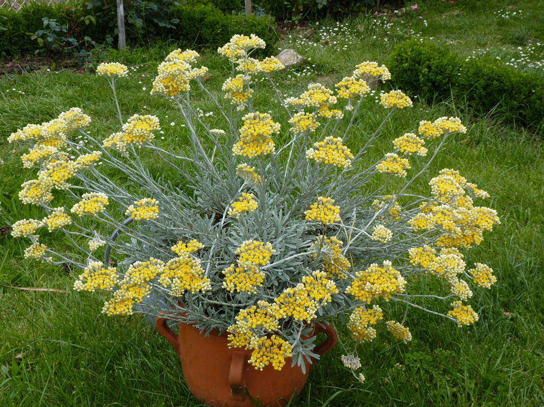Helichrysum orientale photo